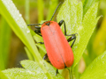 Pyrochroa coccinea